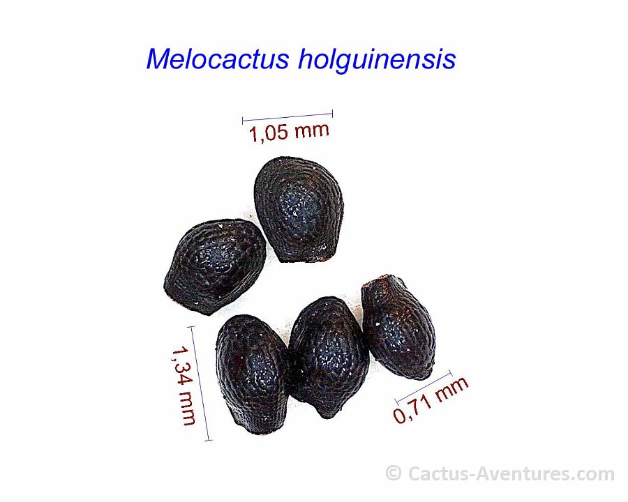 Melocactus holguinensis